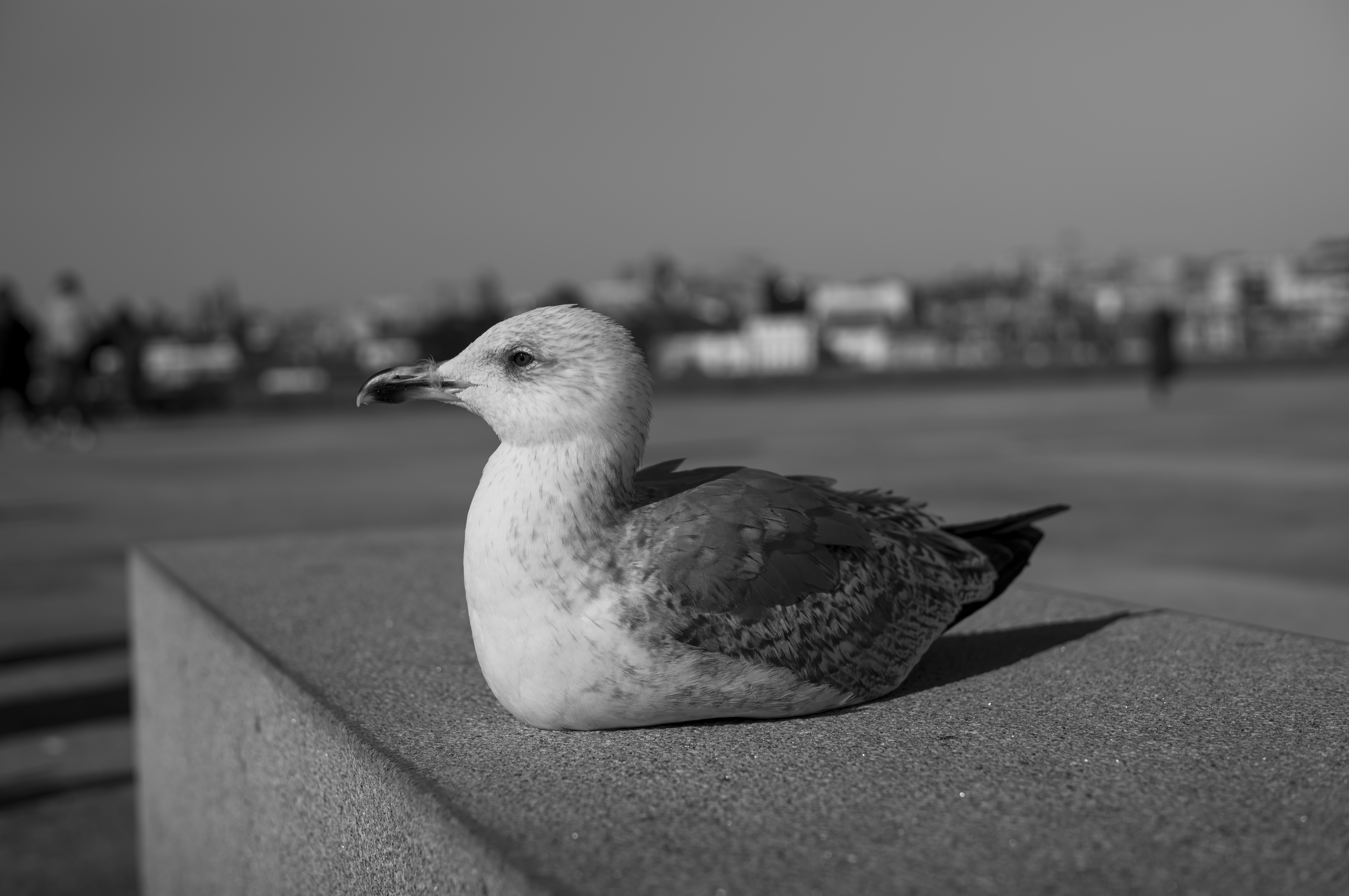 Leica M11 Monochrom Notopstryk
